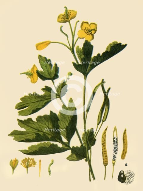 'Greater Celandine', 1839, (1944). Creator: Unknown.
