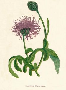 Greater Knapweed c1891, (1891). Artist: Anne Pratt