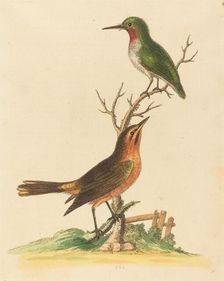 Green Bird with Red Throat and Brown and Orange Bird. Creator: George Edwards