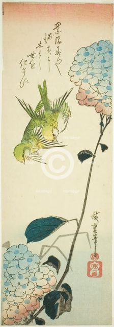 Green birds and hydrangeas, 1830s. Creator: Ando Hiroshige.