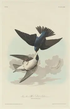 Green-blue or White-bellied Swallow, 1830. Creator: Robert Havell