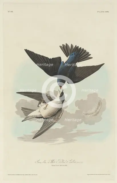 Green-blue or White-bellied Swallow, 1830. Creator: Robert Havell.