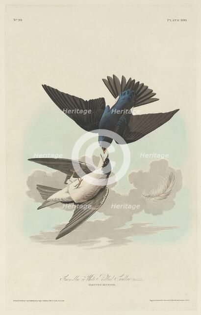 Green-blue or White-bellied Swallow, 1830. Creator: Robert Havell.