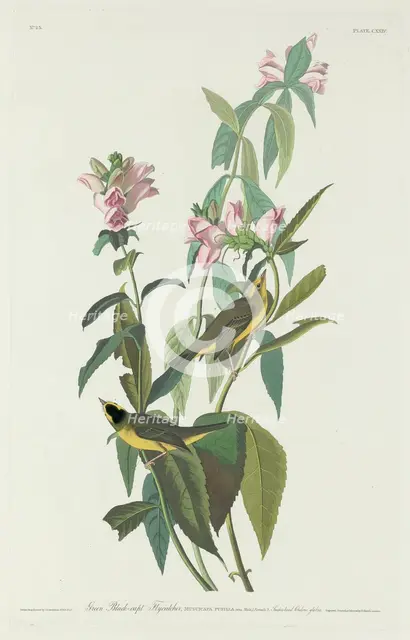 Green Black-Capt Flycatcher, 1831. Creator: Robert Havell.