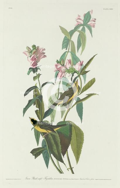 Green Black-Capt Flycatcher, 1831. Creator: Robert Havell.