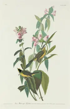 Green Black-Capt Flycatcher, 1831. Creator: Robert Havell
