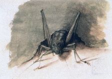 Green Grasshopper 16th century. Artist: Joris Hoefnagel