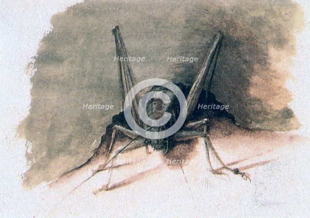 'Green Grasshopper', 16th century. Artist: Joris Hoefnagel