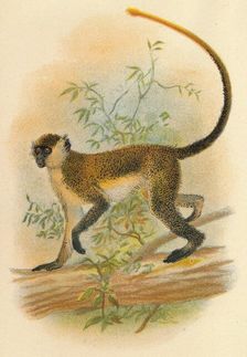 Green Guenon 1897. Artist: Henry Ogg Forbes