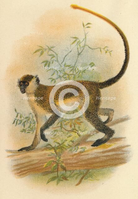 'Green Guenon', 1897. Artist: Henry Ogg Forbes.