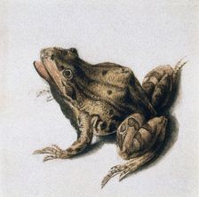Green Frog 16th century. Artist: Joris Hoefnagel