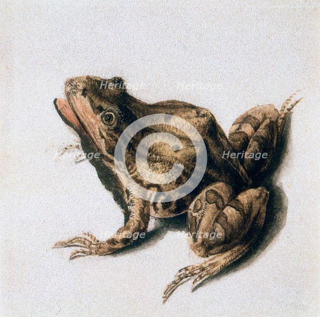 'Green Frog', 16th century. Artist: Joris Hoefnagel