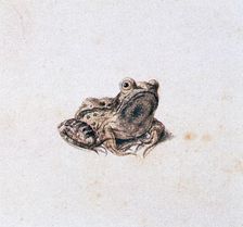 Green Frog 16th century. Artist: Joris Hoefnagel