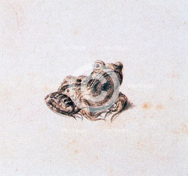 'Green Frog', 16th century. Artist: Joris Hoefnagel