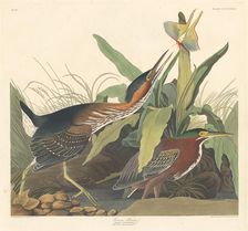 Green Heron, 1836. Creator: Robert Havell