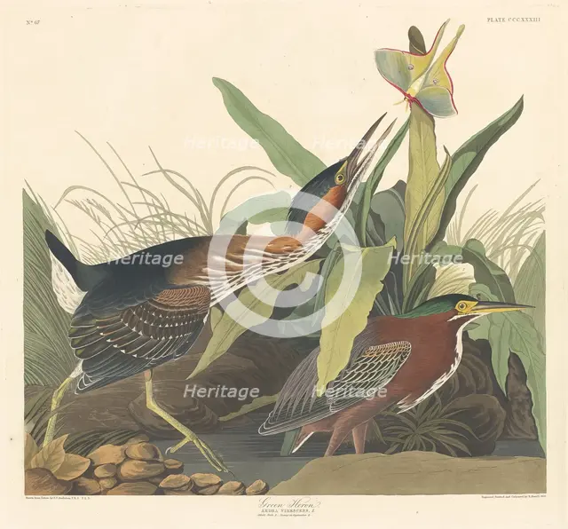 Green Heron, 1836. Creator: Robert Havell.