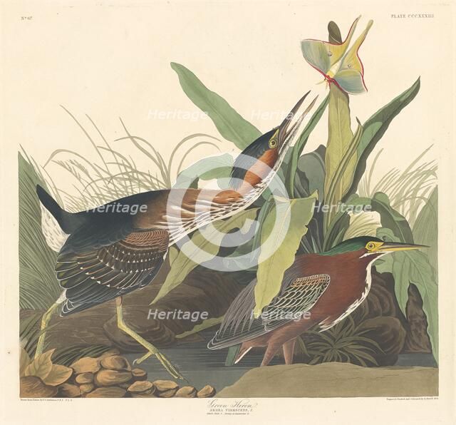 Green Heron, 1836. Creator: Robert Havell.