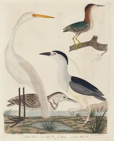 Green Heron, Night Heron, Young Heron, and Great White Heron, published 1808-1814. Creator: John G. Warnicke