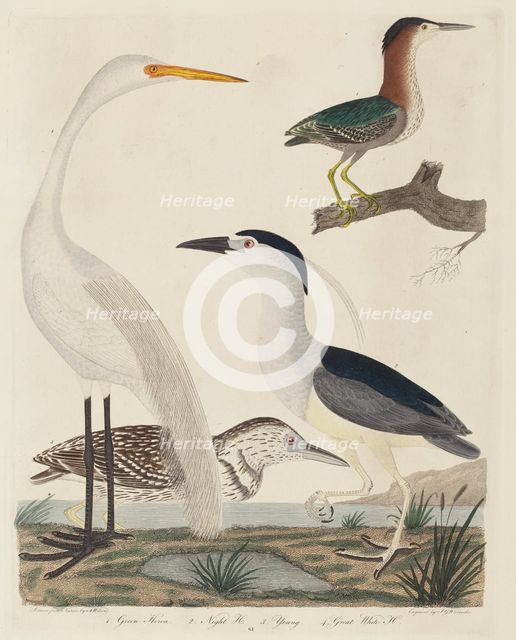 Green Heron, Night Heron, Young Heron, and Great White Heron, published 1808-1814. Creator: John G. Warnicke.