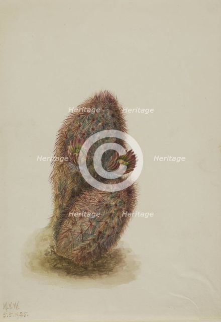 Green Strawberry Cactus (Echinocereus viridiflorus), 1925. Creator: Mary Vaux Walcott.