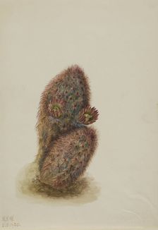 Green Strawberry Cactus (Echinocereus viridiflorus), 1925. Creator: Mary Vaux Walcott