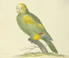 Green parrot, 17th century. Creator: Pieter Holsteyn