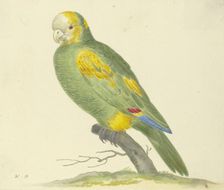 Green parrot, 17th century. Creator: Pieter Holsteyn