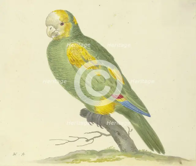 Green parrot, 17th century. Creator: Pieter Holsteyn.