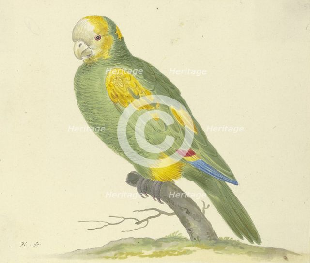 Green parrot, 17th century. Creator: Pieter Holsteyn.