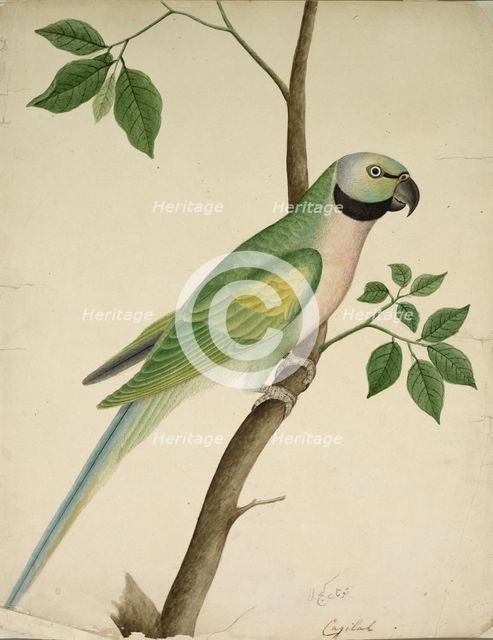 Green Parrot, c. 1820. Creator: Unknown.