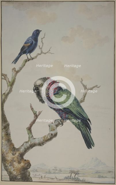Green parrot with red ruff, and a blue raven, 1775. Creator: Jabes Heenck.