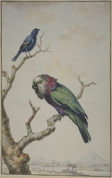 Green parrot with red ruff, and a blue raven, 1775. Creator: Jabes Heenck