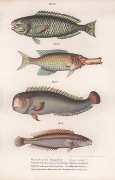Green Parrotfish. Indian longmouth, Rasirnesser, Wrasse, c.1850s