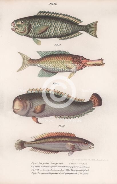 Green Parrotfish. Indian longmouth, Rasirnesser, Wrasse, c.1850s. Artist: Unknown.