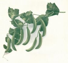 Green Peas c1908. Artist: W&G Baird Ltd