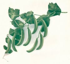 Green Peas c1908. Artist: W&G Baird Ltd