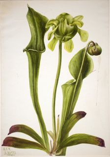 Green Pitcherplant (Sarracenia orephila), 1933. Creator: Mary Vaux Walcott