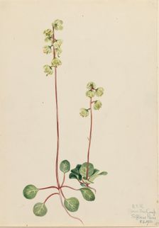 Green Pyrola (Pyrola chlorantha), 1920. Creator: Mary Vaux Walcott