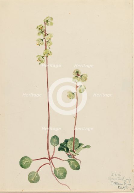 Green Pyrola (Pyrola chlorantha), 1920. Creator: Mary Vaux Walcott.