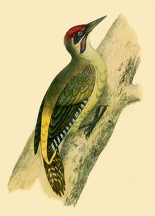 Green Woodpecker 1852, (1942). Creators: Francis Orpen Morris, Richard Alington