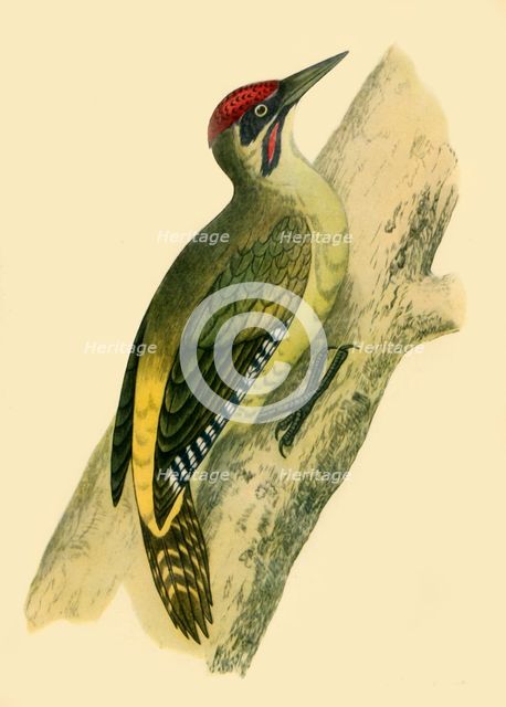 'Green Woodpecker', 1852, (1942).  Creators: Francis Orpen Morris, Richard Alington.