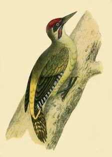 Green Woodpecker 1852, (1942). Creators: Francis Orpen Morris, Richard Alington