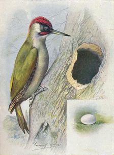 Green Woodpecker - Geci'nus vir'idis c1910, (1910). Artist: George James Rankin