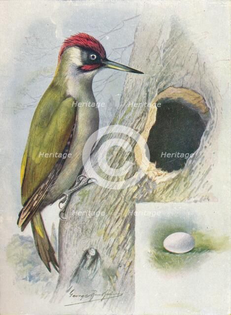 'Green Woodpecker - Geci'nus vir'idis', c1910, (1910). Artist: George James Rankin.