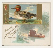 Green-winged Teal, from the Game Birds series (N40) for Allen & Ginter Cigarettes, 1888-90. Creator: Allen & Ginter