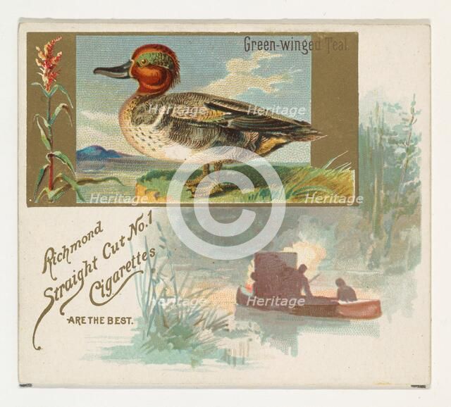 Green-winged Teal, from the Game Birds series (N40) for Allen & Ginter Cigarettes, 1888-90. Creator: Allen & Ginter.