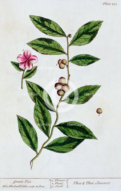 Green tea, 1782. Creator: Elizabeth Blackwell.