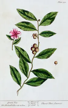 Green tea, 1782. Creator: Elizabeth Blackwell