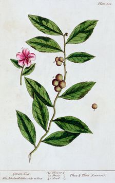Green tea, 1782. Creator: Elizabeth Blackwell