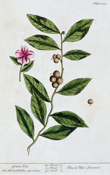 Green tea, 1782. Artist: Elizabeth Blackwell